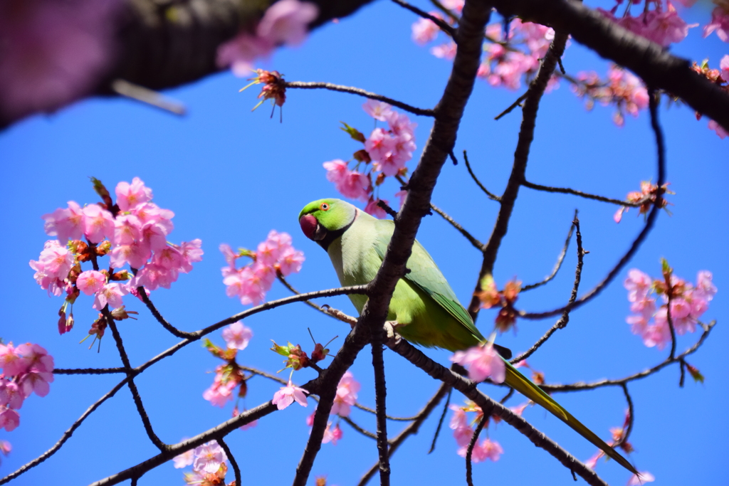 ワカケホンセイインコ　１