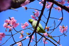 ワカケホンセイインコ　１
