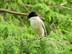 オナガさん檜の実を食べる　１