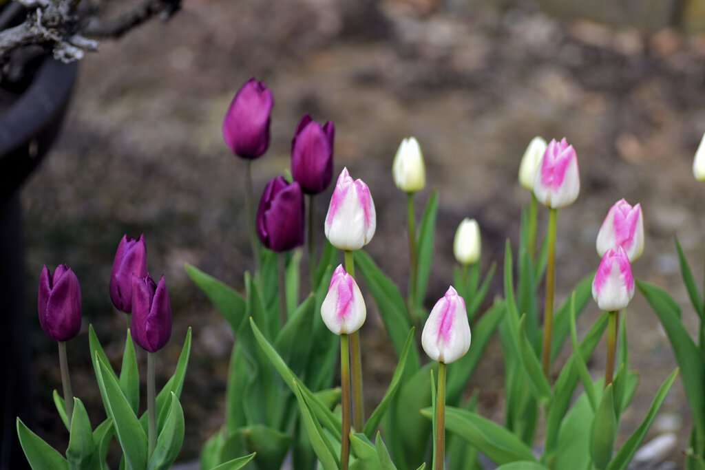 (^з^)-☆Chu!!LIP　２