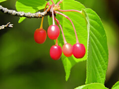 河津桜の実　３