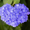 私の♡を探して・・・紫陽花編・・end