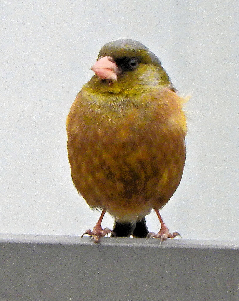 久々のカワラヒワさん　４