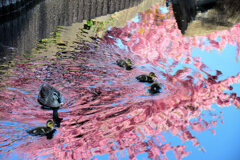 私の散歩道・・せせらぎ遊歩道　７