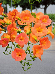 アメリカ凌霄花（のうぜんかずら）　５