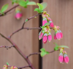 ブルーベリー　４