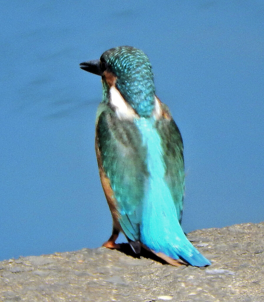 久々のカワセミさん　３