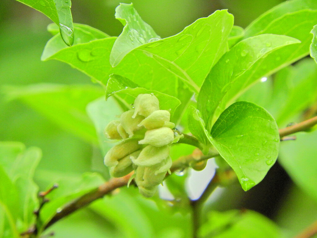 エゴノキの枝先に「猫の肉球」２