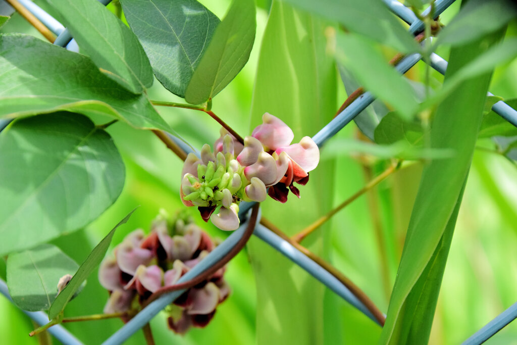 宇宙芋（エアーポテト） 花３