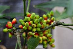 洋服の靑木ではありません　植物の靑木　実です　２