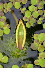 蓮の芽吹き　９