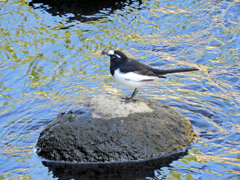 セグロセキレイ　８