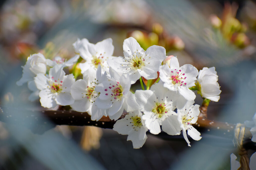 梨園で　梨の花　１