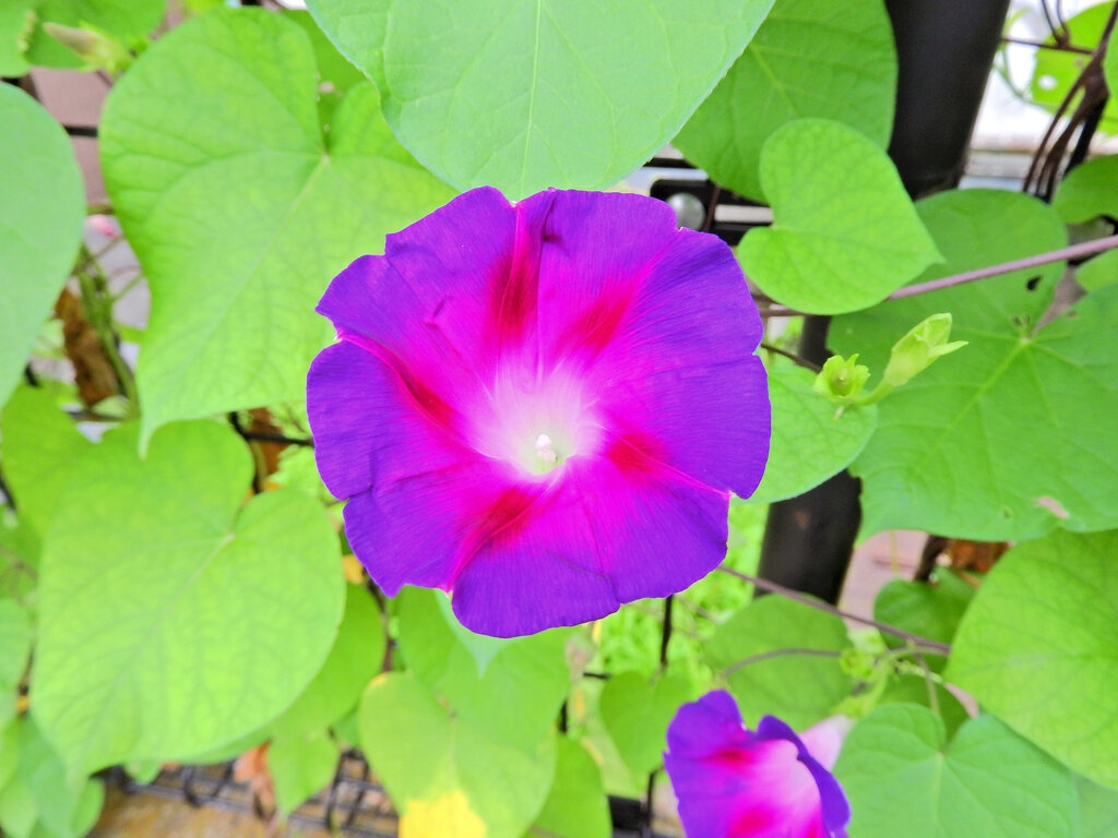 あさがぉおぉ～７