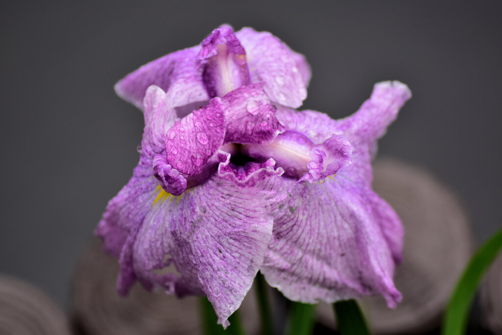 雨上がりの花菖蒲　１