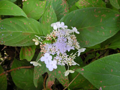 里山で玉紫陽花　５