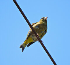 囀りで頭上を見上げたらカワラヒワ　８
