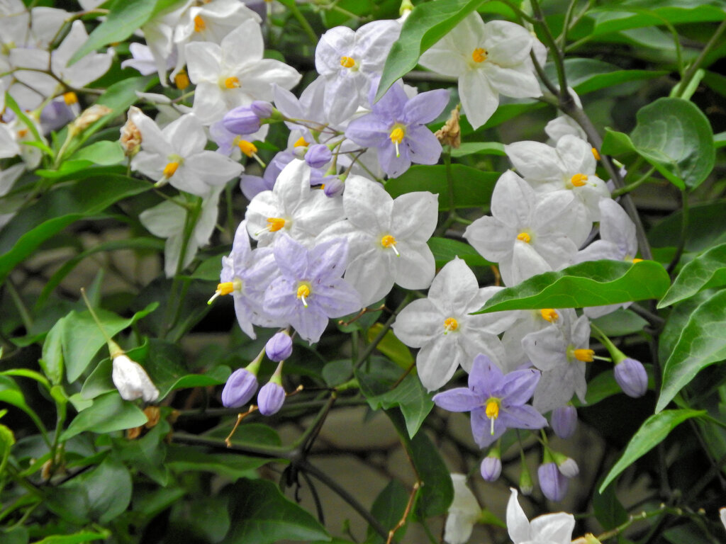 蔓花茄子 （つるはななす）　７