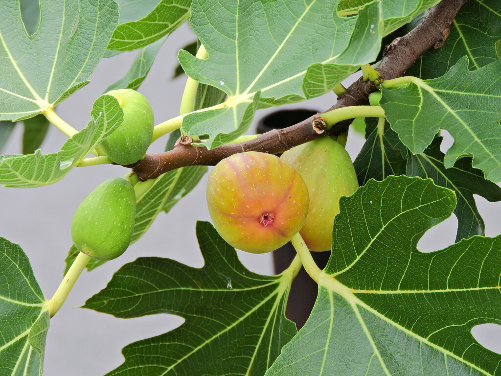 無花果 （いちじく）　８