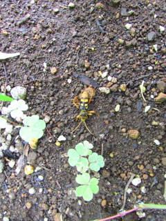 ヨツスジトラカミキリ　３