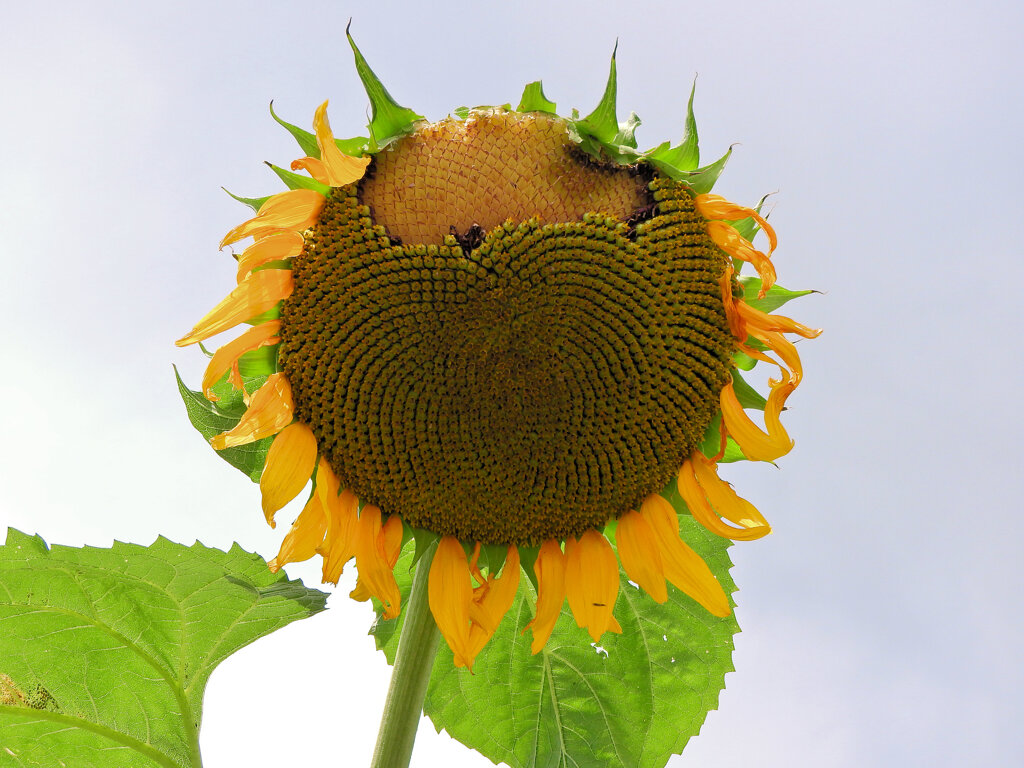 誰が喰った？　３