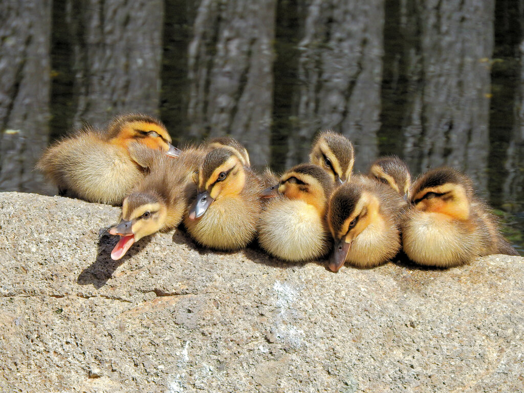3月9日生まれのｶﾙｶﾞﾓの雛ちゃん　9羽に減っていた^_^;　５