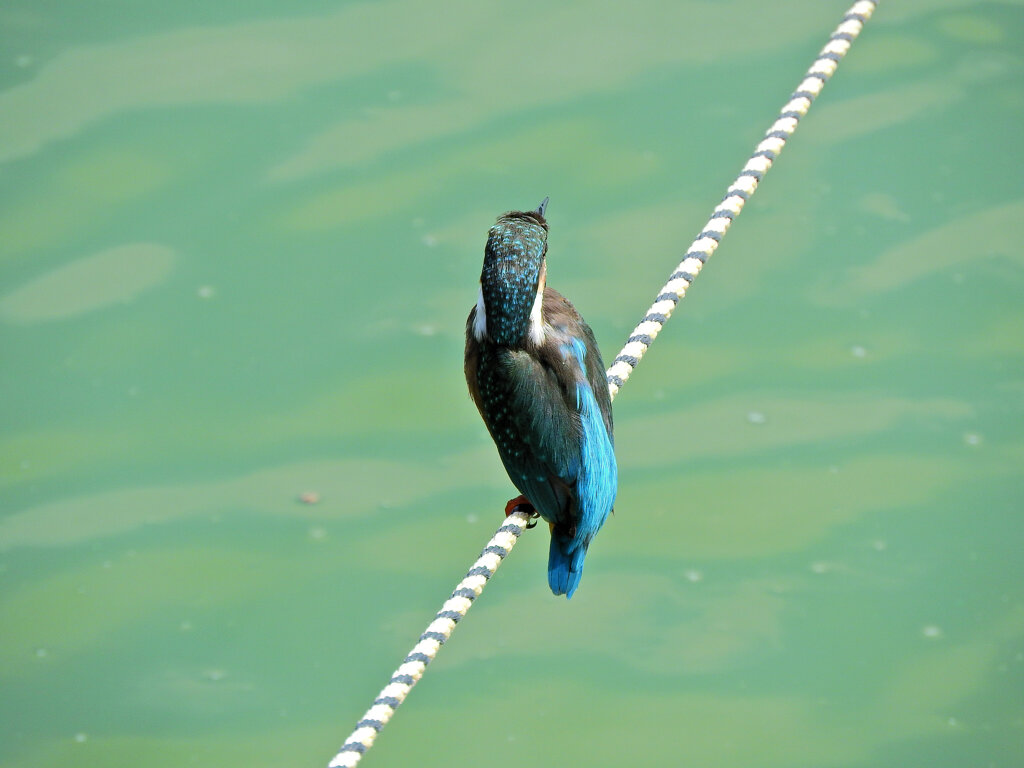 等々力緑地公園・・釣り堀池で　カワセミ　５