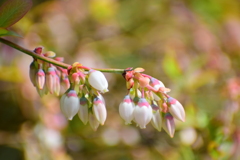 ブルーベリーの花　１