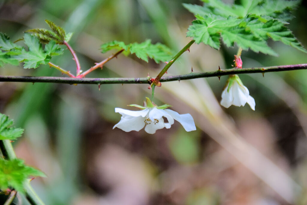 里山で　モミジイチゴの花　１