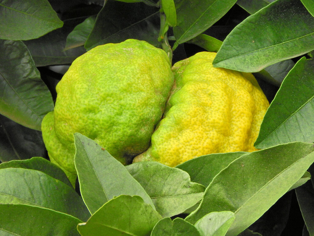 獅子柚子／鬼柚子／シシユズ／オニユズ　７