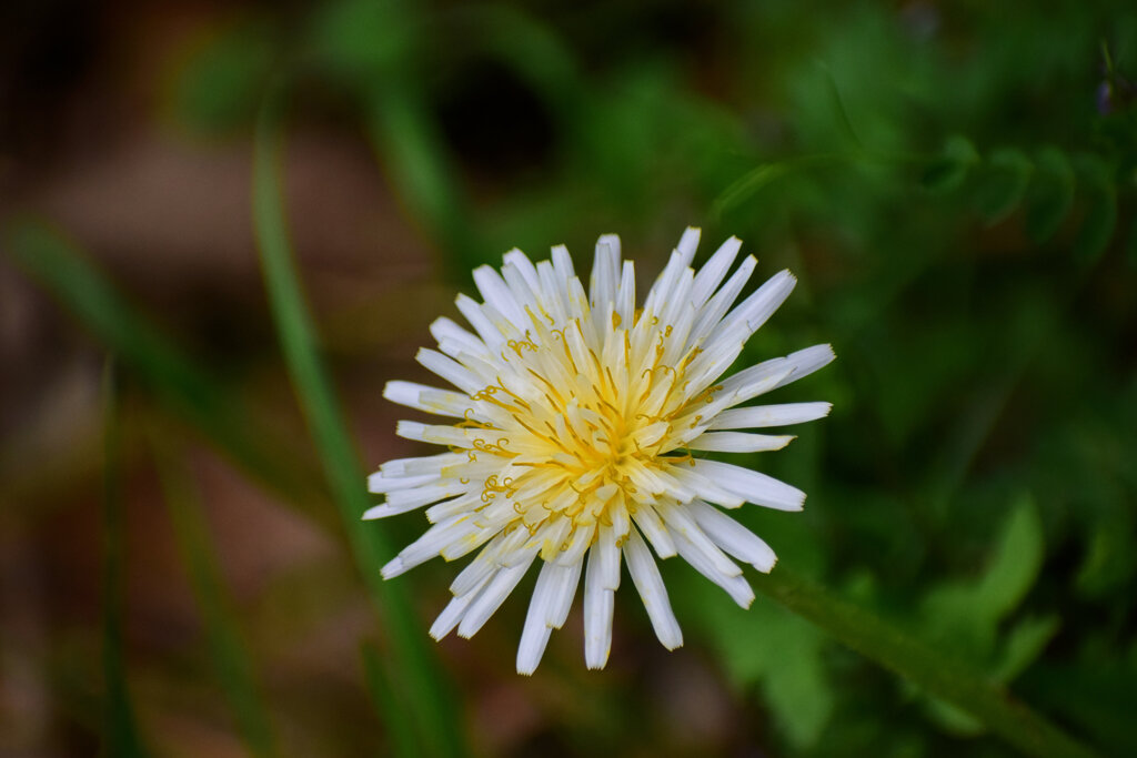 白花蒲公英　１０