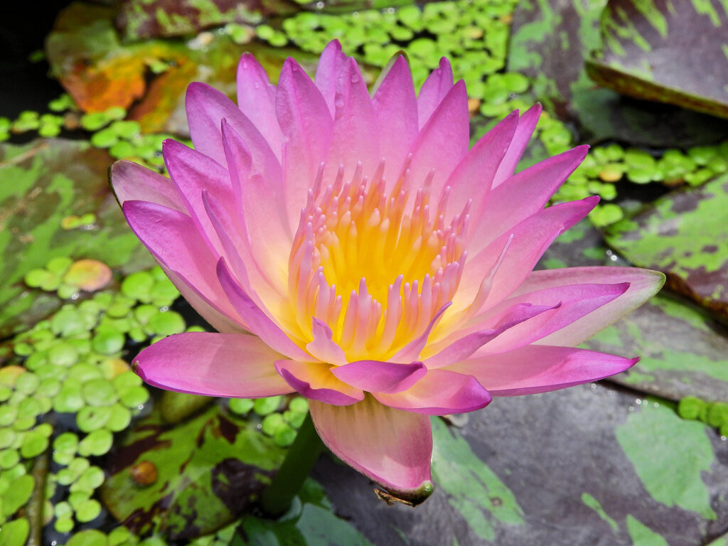 睡蓮　６