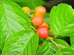 暖地桜桃（だんちおうとう）８