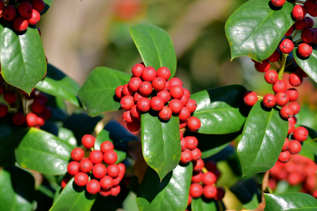 柊黐 （ひいらぎもち）、チャイニーズ・ホーリー、支那柊（しなひいらぎ）６