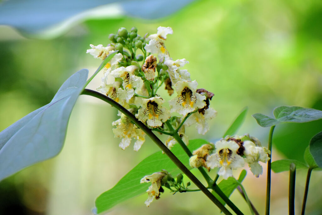 木大角豆 （きささげ）の花　５