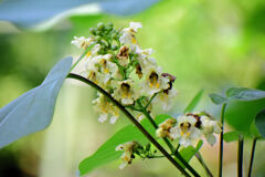 木大角豆 （きささげ）の花　５