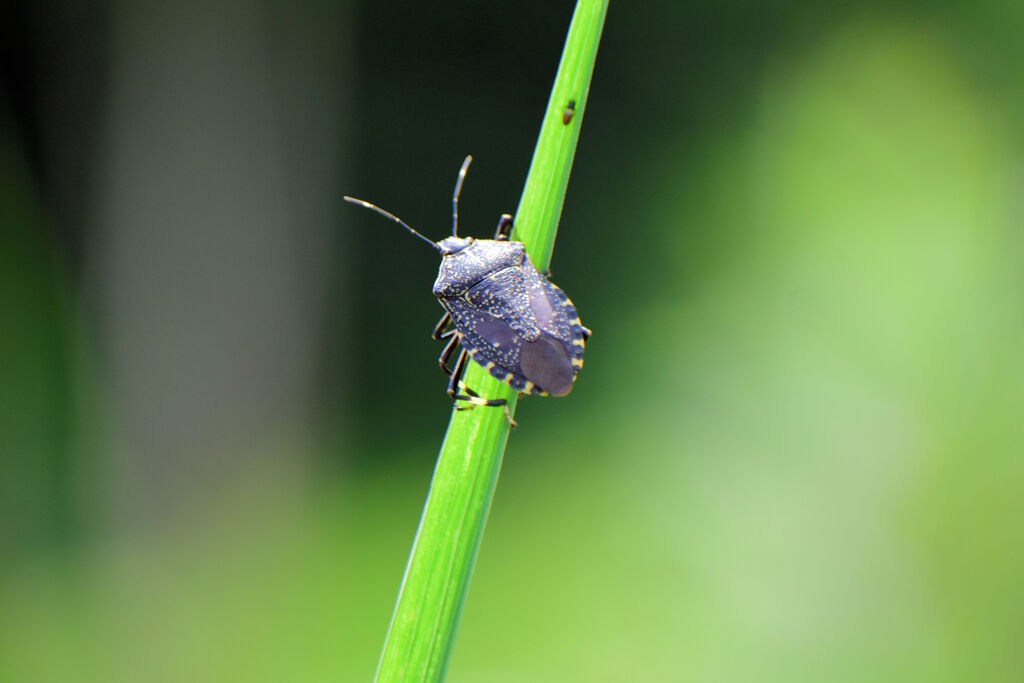 キマダラカメムシ