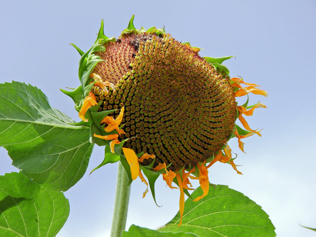 誰が喰った？　４