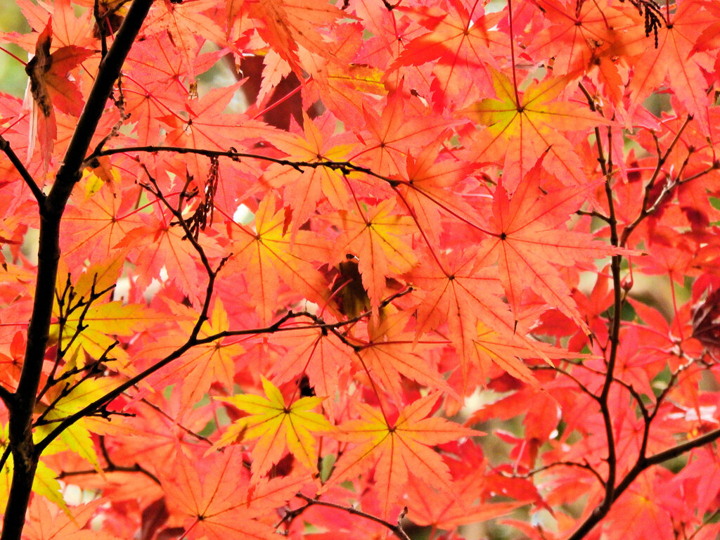 年末の大掃除・・楽しませていただきました　紅葉　３