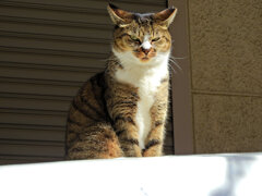 我が輩は猫である　３