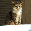 我が輩は猫である　３