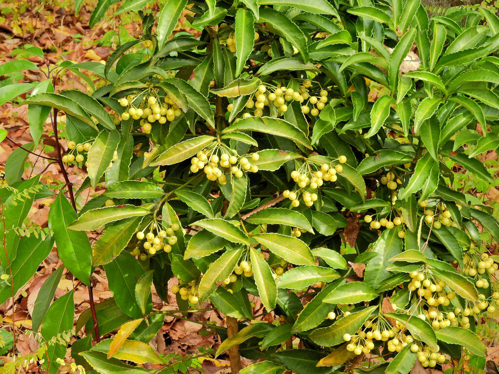 「白実の万両」 （しろみのまんりょう）　１