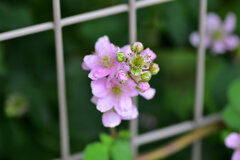 ブラックベリー　３