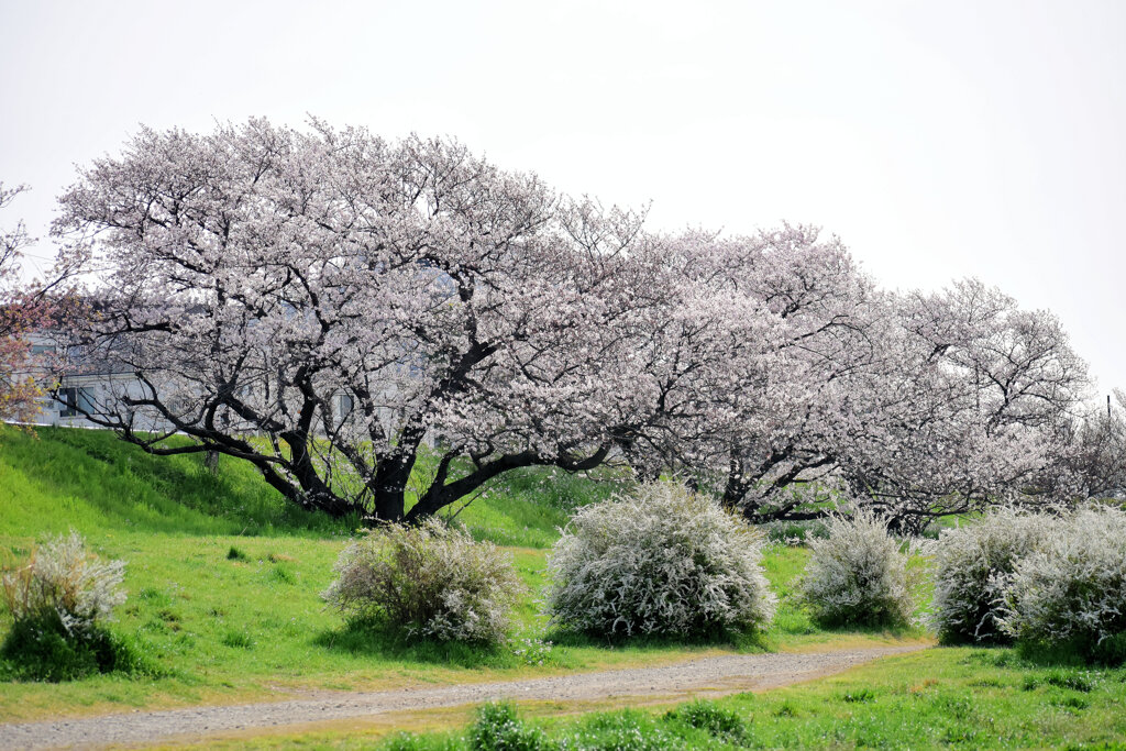 二子玉川の桜　２