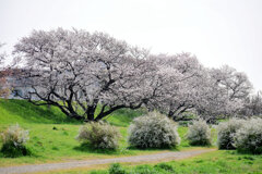 二子玉川の桜　２