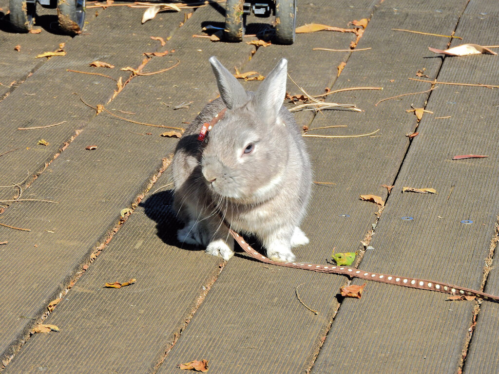 ウサちゃんの￣(=∵=)￣~-----σ(^◇^;)... お散歩４