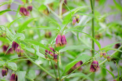 トウチクラン（唐竹蘭)　２