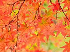 年末の大掃除　撮り溜め紅葉放出　７