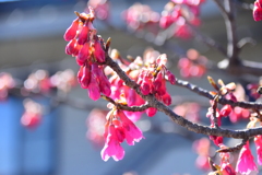 植物　寒緋桜 　（かんひざくら）  緋寒桜　（ひかんざくら）４