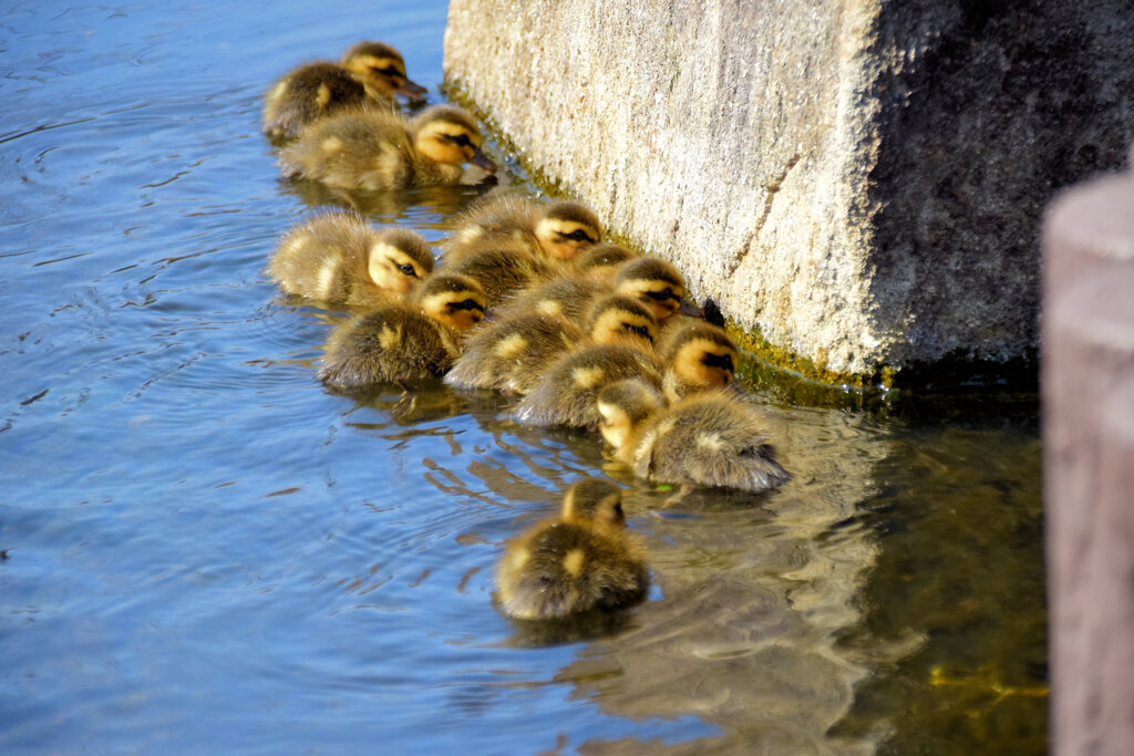 本日は私の誕生日・ｶﾙｶﾞﾓの雛が11羽誕生(=^～^)oうれちっ♪１